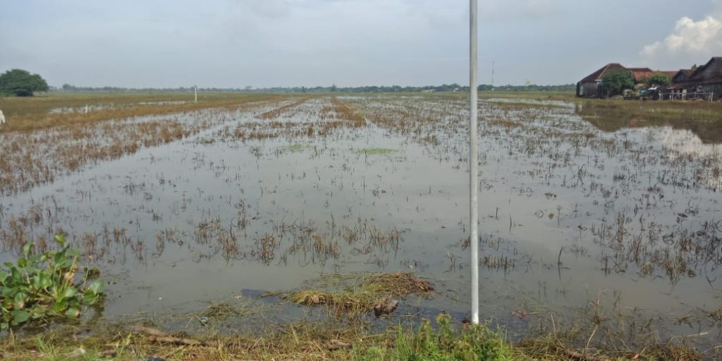 Areal persawahan warga yang masih tergenang banjir di Kabupaten Jepara, Jawa Tengah, Senin (06/03)