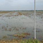 Areal persawahan warga yang masih tergenang banjir di Kabupaten Jepara, Jawa Tengah, Senin (06/03)