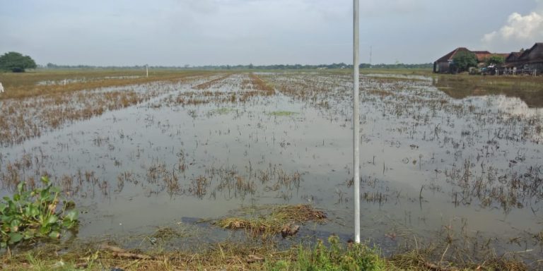 Areal persawahan warga yang masih tergenang banjir di Kabupaten Jepara, Jawa Tengah, Senin (06/03)