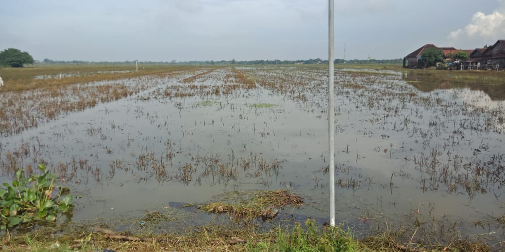 Areal persawahan warga yang masih tergenang banjir di Kabupaten Jepara, Jawa Tengah, Senin (06/03)