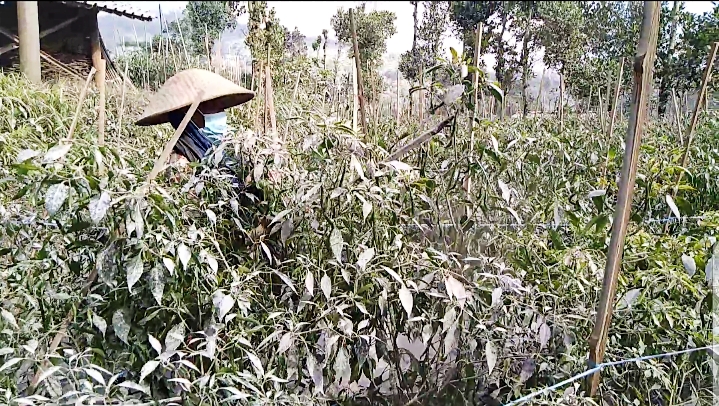 Ribuan Hektar Lahan Pertanian di Magelang Terdampak Abu Vulkanik