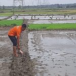 Kecapekan, Petani Lansia Meninggal Dunia di Sawah