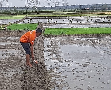 Kecapekan, Petani Lansia Meninggal Dunia di Sawah