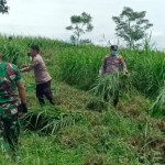 Polisi-TNI Cari Rumput Bareng, Bantu Peternak Terdampak Abu Vulkanik.