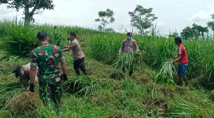 Polisi-TNI Cari Rumput Bareng, Bantu Peternak Terdampak Abu Vulkanik.