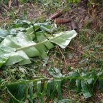 Cari Bambu untuk Perbaiki Rumah, Seorang Petani Mendadak Tewas