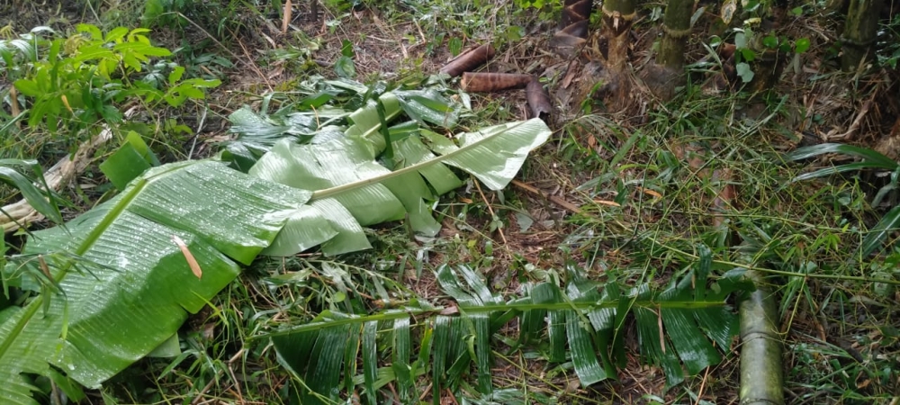 Cari Bambu untuk Perbaiki Rumah, Seorang Petani Mendadak Tewas