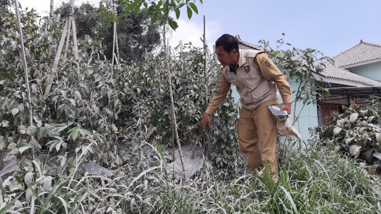 Kepala Dinas Pertanian Boyolali, Bambang Jiyanto mengecek salah satu ladang cabe yang terdampak erupsi Gunung Merapi di Dukuh Stabelan, Desa Tlogolele, Kecamatan Selo. Senin (13/03)
