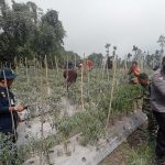 Hindari Gagal Panen, Dinas Pertanian Semprot Cabe untuk Hilangkan Abu Vulkanik Merapi
