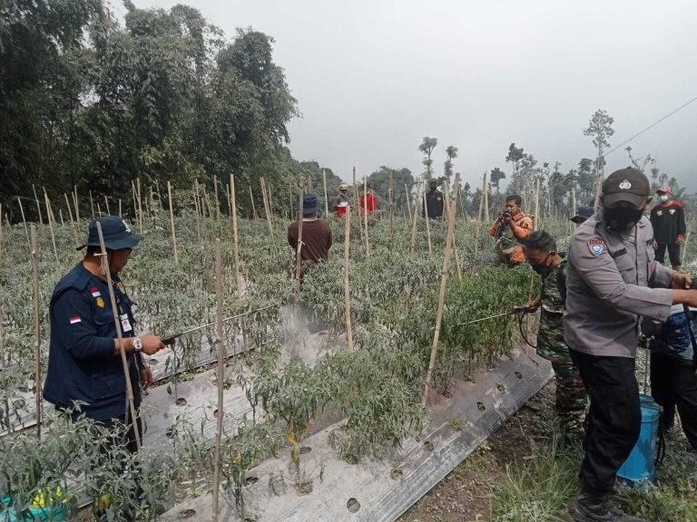 Hindari Gagal Panen, Dinas Pertanian Semprot Cabe untuk Hilangkan Abu Vulkanik Merapi