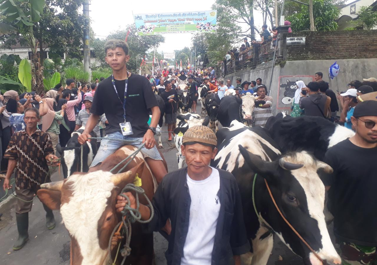 Ratusan sapi diarak keliling kampung di Desa Sruni Kecamatan Musuk, Sabtu (29/04)