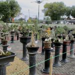 Dorong Ekraf, Gebyar Bonsai Jadi Rangkaian Hari Jadi Sragen 277