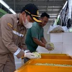 Bunga Melati, Unggulan Ekspor Komoditas Hortikultura Asal Jawa Tengah
