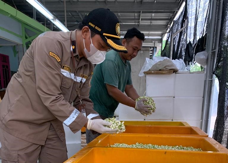 Bunga Melati, Unggulan Ekspor Komoditas Hortikultura Asal Jawa Tengah