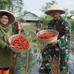 Panen Cabai, Kodim Batang Langsung Distribusikan ke Pasar