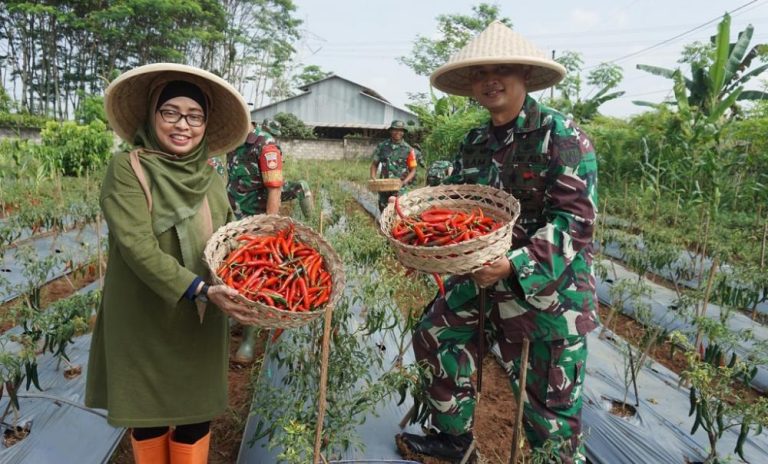 Panen Cabai, Kodim Batang Langsung Distribusikan ke Pasar
