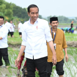 Tanam Padi Bersama Petani di Tuban, Presiden Apresiasi Penggunaan Pupuk Organik