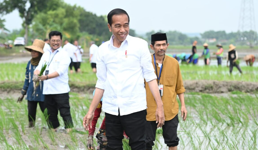 Tanam Padi Bersama Petani di Tuban, Presiden Apresiasi Penggunaan Pupuk Organik