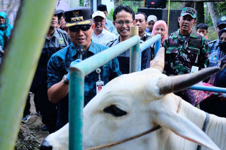 Tertinggi di Jateng, 4.976 Ekor Sapi di Kebumen Terkena LSD
