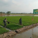 Kreasi Benih Protangguh, Upaya Jaga Ketahanan Pangan