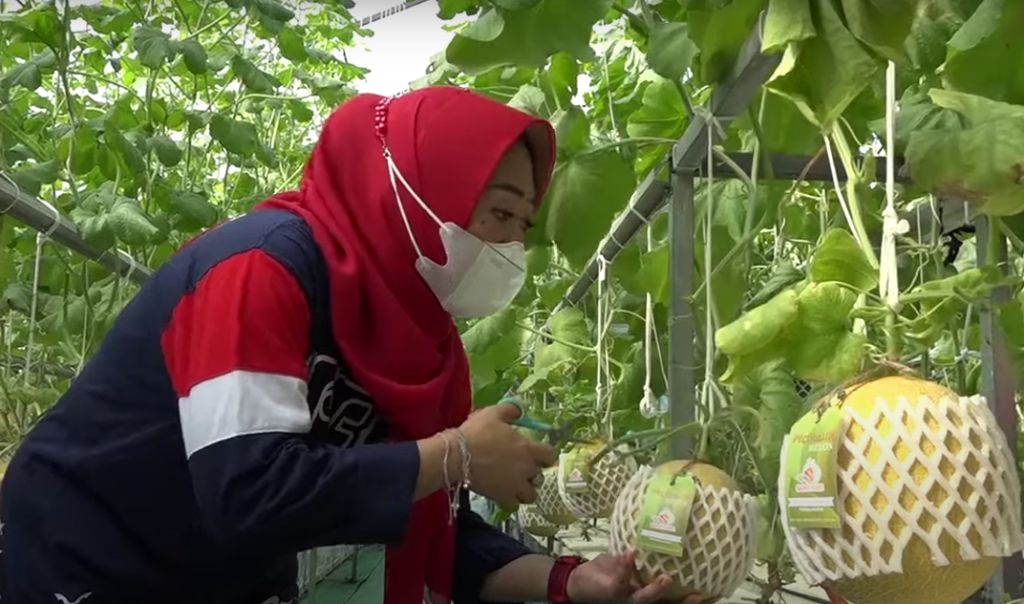 Daerah dari Luar Jawa Antre Pesan Melon Karangpucung
