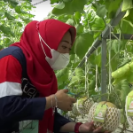 Daerah dari Luar Jawa Antre Pesan Melon Karangpucung