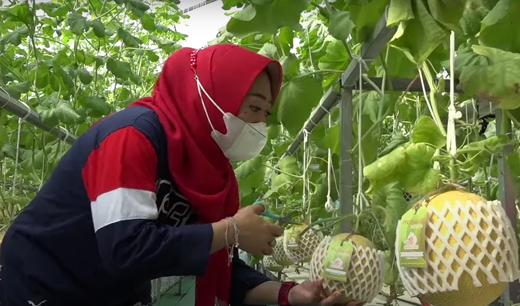 Daerah dari Luar Jawa Antre Pesan Melon Karangpucung