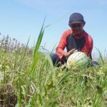 Petani di Kecamatan Gringsing Mulai Panen Buah Semangka