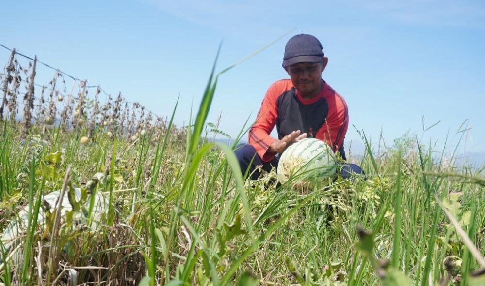 Petani di Kecamatan Gringsing Mulai Panen Buah Semangka
