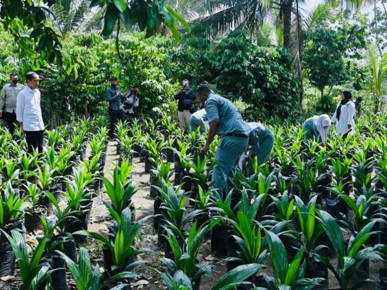 Presiden Jokowi saat melihat pembibitan kelapa sawit di SMK PPN 1 Kualuh Selatan, Kabupaten Labuhanbatu Utara, Provinsi Sumatra Utara, Rabu (17/05).