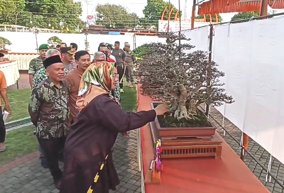 Kontes Bonsai Sragen, Naikkan Nilai Jual dari Ratusan Juta Hingga Miliaran Rupiah