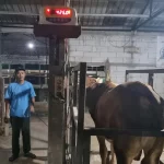 Gunakan Sistem Timbang Hidup, Peternak Pati Kebanjiran Pesanan Hewan Kurban