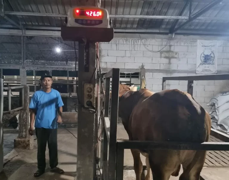 Gunakan Sistem Timbang Hidup, Peternak Pati Kebanjiran Pesanan Hewan Kurban