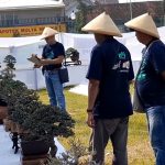 Kali Pertama, Kontes Bonsai Mini untuk Mewakili Tingkat Asia di Bali