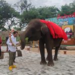 Gantikan “Sekar” yang Meninggal, Pengelola Semarang Zoo Targetkan Datangkan Gajah Baru