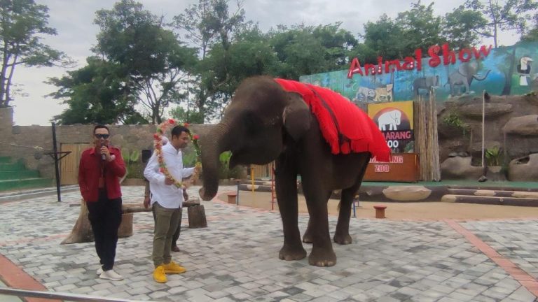 Gantikan “Sekar” yang Meninggal, Pengelola Semarang Zoo Targetkan Datangkan Gajah Baru