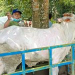 Darurat LSD, Pemkab Kebumen Gencar Gelar Pengobatan Massal