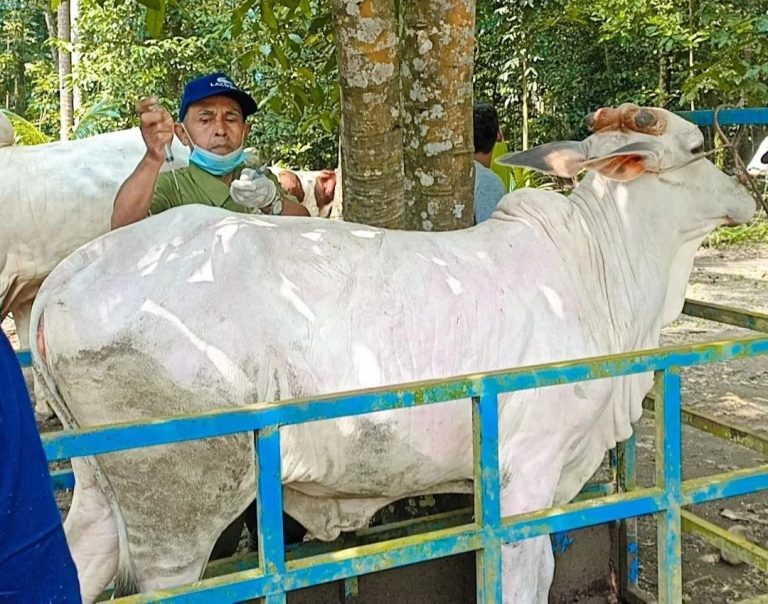Darurat LSD, Pemkab Kebumen Gencar Gelar Pengobatan Massal