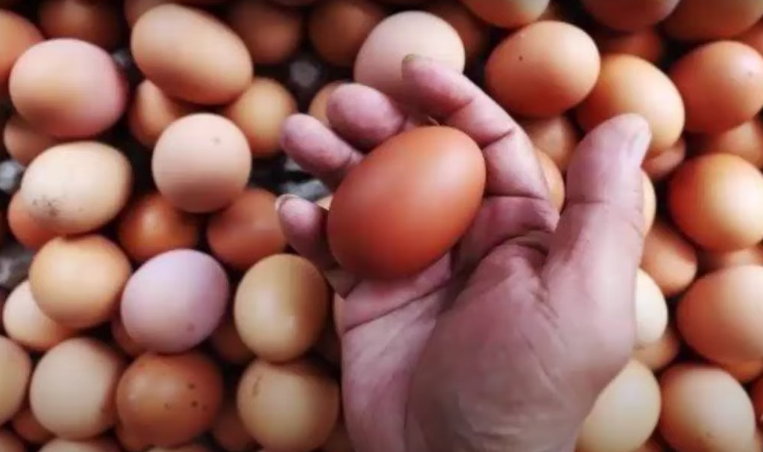 Ilustrasi Telur