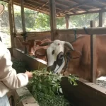 Peternak di Kabupaten Pati tengah memberi makan sapi