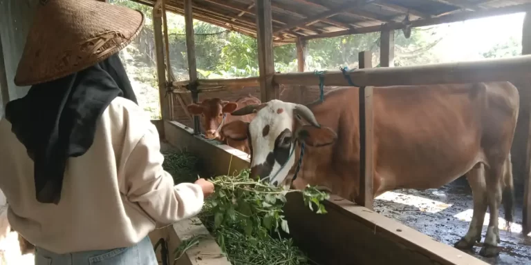 Peternak di Kabupaten Pati tengah memberi makan sapi