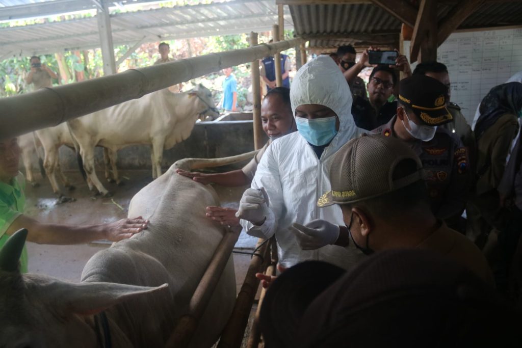 Jelang Iduladha, DKPP Jepara Intensifkan Pemeriksaan Hewan Ternak