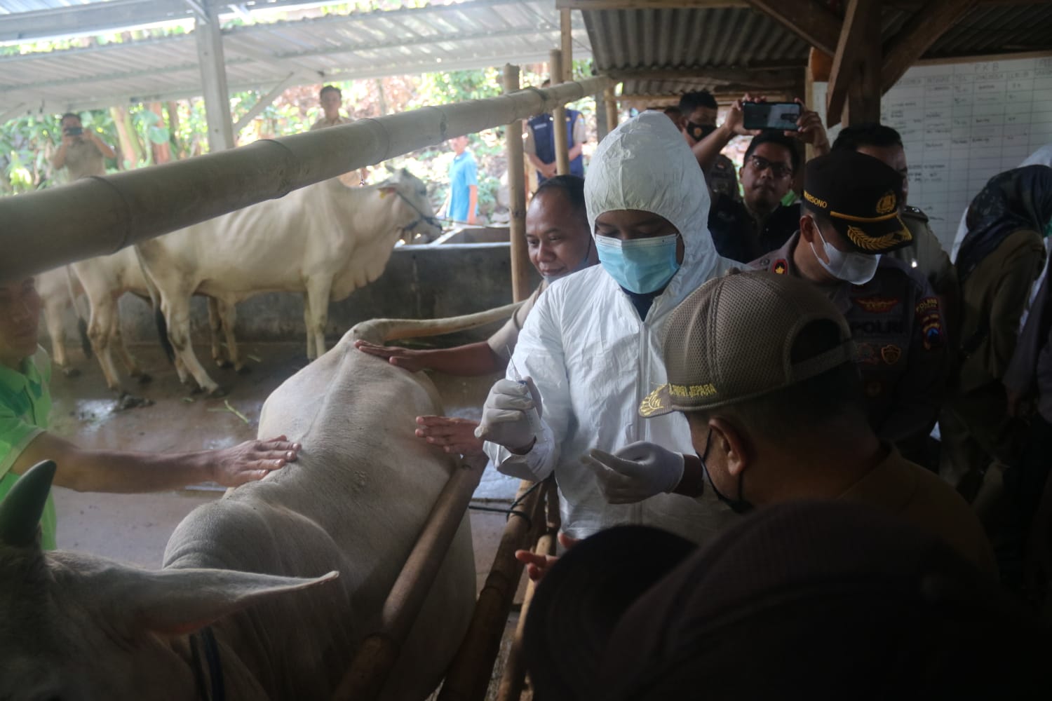 Jelang Iduladha, DKPP Jepara Intensifkan Pemeriksaan Hewan Ternak
