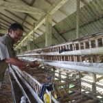 Peternak Ungkap Penyebab Melambungnya Harga Telur Ayam