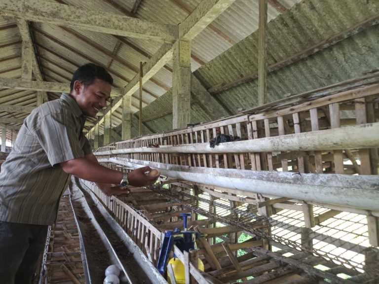 Peternak Ungkap Penyebab Melambungnya Harga Telur Ayam