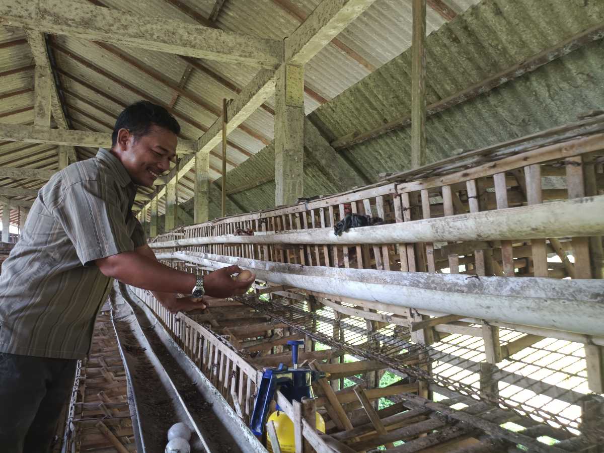 Peternak Ungkap Penyebab Melambungnya Harga Telur Ayam