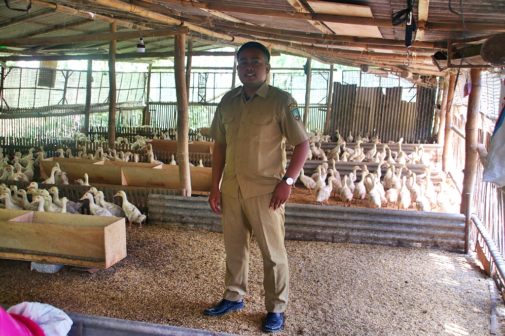 Budidaya Ternak Bebek Prospektif Dikembangkan di Desa Purworejo