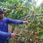 Intensitas Hujan di Malam Hari Tinggi, Produksi Kopi di Batang Menurun