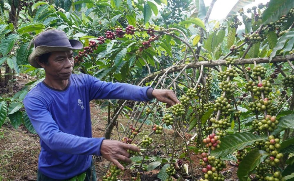 Intensitas Hujan di Malam Hari Tinggi, Produksi Kopi di Batang Menurun