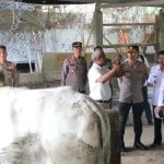 Bersama Dinas Peternakan, Kapolres Semangati Kasno Peternak yang Sapinya Batal Dibeli Jokowi